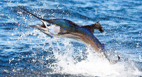 Wild-Billz-sailfish-jump-480x260